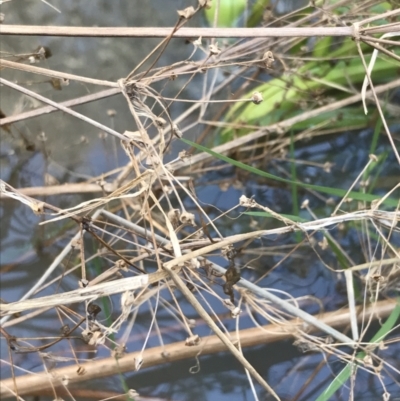 Alisma plantago-aquatica (Water Plantain) at Mount Majura - 28 Aug 2022 by Tapirlord