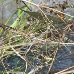 Alisma plantago-aquatica at Hackett, ACT - 28 Aug 2022 12:04 PM