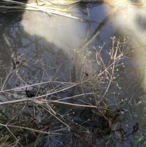 Alisma plantago-aquatica at Hackett, ACT - 28 Aug 2022