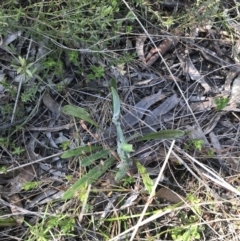 Senecio prenanthoides at Hackett, ACT - 28 Aug 2022