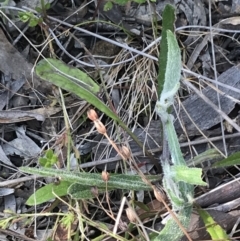 Senecio prenanthoides at Hackett, ACT - 28 Aug 2022