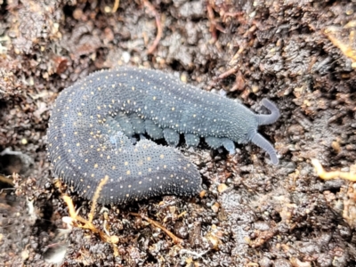 Euperipatoides rowelli (Tallanganda Velvet Worm) at Kowen, ACT - 9 Sep 2022 by trevorpreston