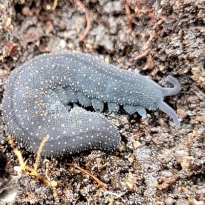 Euperipatoides rowelli (Tallanganda Velvet Worm) at Kowen, ACT - 9 Sep 2022 by trevorpreston