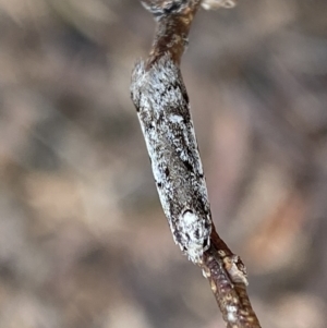 Philobota stella at Bruce, ACT - 9 Sep 2022 12:08 PM