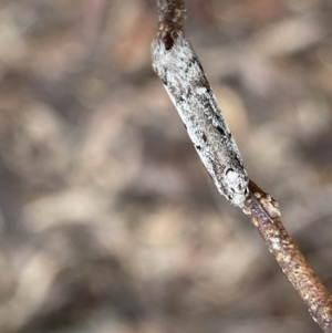 Philobota stella at Bruce, ACT - 9 Sep 2022 12:08 PM