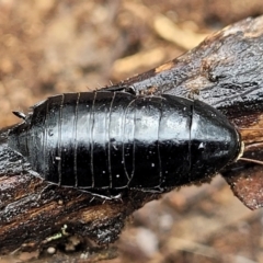 Platyzosteria melanaria (Common Eastern Litter Runner) at Kowen Escarpment - 9 Sep 2022 by trevorpreston