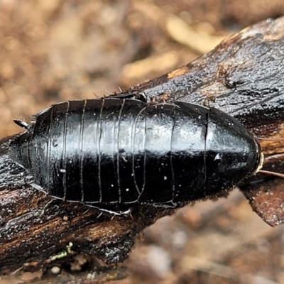 Platyzosteria melanaria (Common Eastern Litter Runner) at Kowen Escarpment - 9 Sep 2022 by trevorpreston