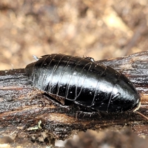 Platyzosteria melanaria at Kowen, ACT - 9 Sep 2022 12:20 PM