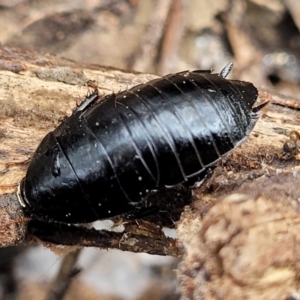 Platyzosteria melanaria at Kowen, ACT - 9 Sep 2022 12:20 PM