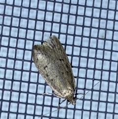 Oecophoridae (family) (Unidentified Oecophorid concealer moth) at Jerrabomberra, NSW - 7 Sep 2022 by Steve_Bok