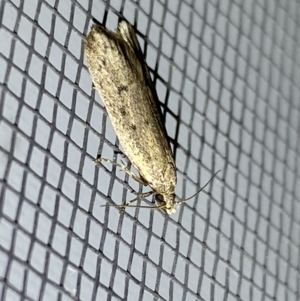 Oecophoridae (family) at Jerrabomberra, NSW - 7 Sep 2022