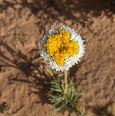 Polycalymma stuartii at Menindee, NSW - 2 Sep 2022 by Darcy