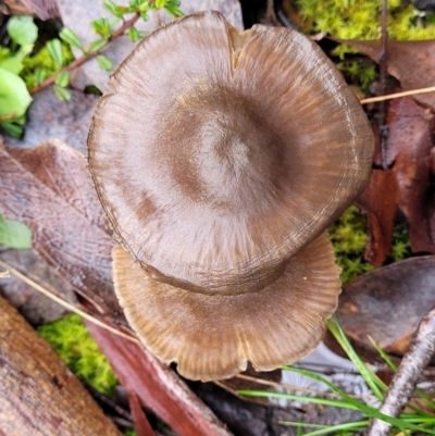 zz agaric (stem; gills not white/cream) at Kowen, ACT - 9 Sep 2022 by trevorpreston