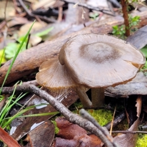 zz agaric (stem; gills not white/cream) at Kowen, ACT - 9 Sep 2022 12:15 PM