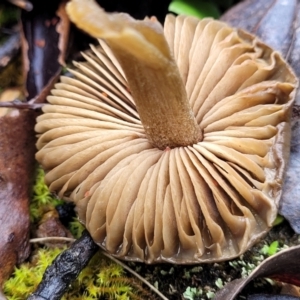 zz agaric (stem; gills not white/cream) at Kowen, ACT - 9 Sep 2022 12:15 PM