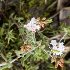 Leucopogon virgatus (Common Beard-heath) at Bruce, ACT - 9 Sep 2022 by SteveBorkowskis