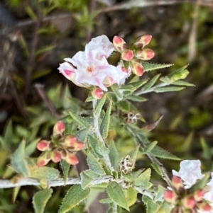 Leucopogon virgatus at Bruce, ACT - 9 Sep 2022