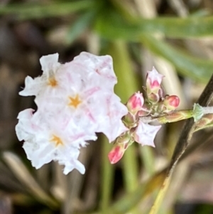 Leucopogon virgatus at Bruce, ACT - 9 Sep 2022