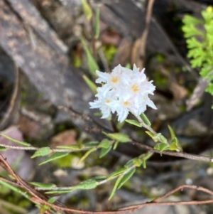 Leucopogon virgatus at Bruce, ACT - 9 Sep 2022