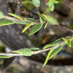 Leucopogon virgatus at Bruce, ACT - 9 Sep 2022 11:56 AM