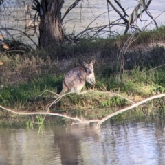 Osphranter robustus (Wallaroo) at Menindee, NSW - 2 Sep 2022 by Darcy