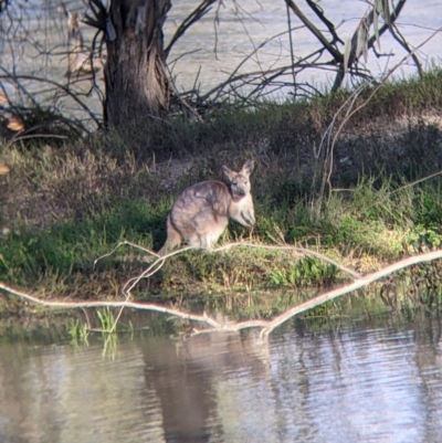 Osphranter robustus (Wallaroo) at Menindee, NSW - 2 Sep 2022 by Darcy