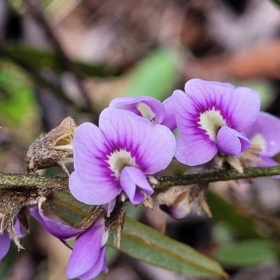 Hovea heterophylla (Common Hovea) at Kowen, ACT - 9 Sep 2022 by trevorpreston