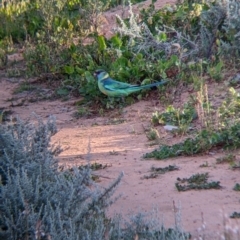 Barnardius zonarius (Australian Ringneck) at Menindee, NSW - 2 Sep 2022 by Darcy