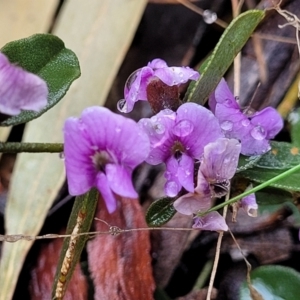 Hovea heterophylla at Kowen, ACT - 9 Sep 2022