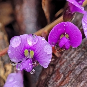 Hardenbergia violacea at Kowen, ACT - 9 Sep 2022