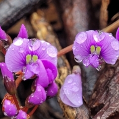 Hardenbergia violacea at Kowen, ACT - 9 Sep 2022