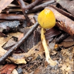 Stropharia sp. (Stropharia) at Kowen, ACT - 9 Sep 2022 by trevorpreston