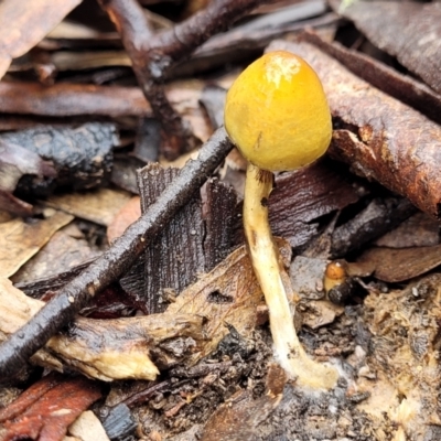 Stropharia sp. (Stropharia) at Kowen Escarpment - 9 Sep 2022 by trevorpreston