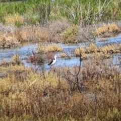 Himantopus leucocephalus (Pied Stilt) at Wilcannia, NSW - 3 Sep 2022 by Darcy