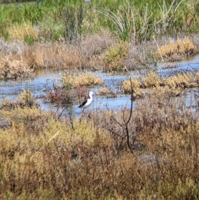 Himantopus leucocephalus (Pied Stilt) at Wilcannia, NSW - 3 Sep 2022 by Darcy