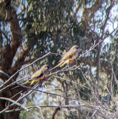 Northiella haematogaster (Greater Bluebonnet) at Wilcannia, NSW - 3 Sep 2022 by Darcy