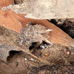 Fulgoroidea sp. (superfamily) (Unidentified fulgoroid planthopper) at Kowen Escarpment - 9 Sep 2022 by trevorpreston