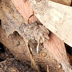 Fulgoroidea sp. (superfamily) at Kowen, ACT - 9 Sep 2022