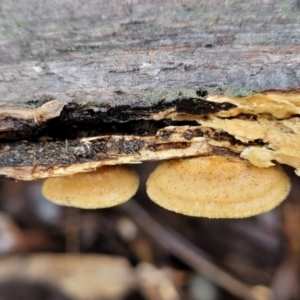 zz Polypore (shelf/hoof-like) at Kowen, ACT - 9 Sep 2022