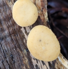 zz Polypore (shelf/hoof-like) at Kowen, ACT - 9 Sep 2022