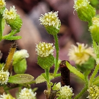 Erigeron canadensis (Canadian Fleabane) at Kowen Escarpment - 9 Sep 2022 by trevorpreston