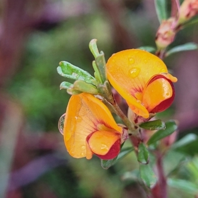 Pultenaea microphylla (Egg and Bacon Pea) at Kowen Escarpment - 9 Sep 2022 by trevorpreston