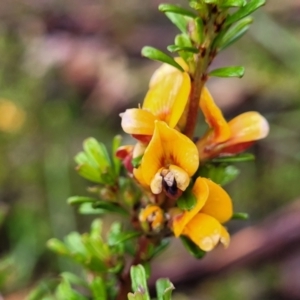 Pultenaea microphylla at Kowen, ACT - 9 Sep 2022