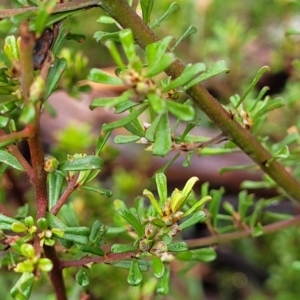 Pultenaea microphylla at Kowen, ACT - 9 Sep 2022