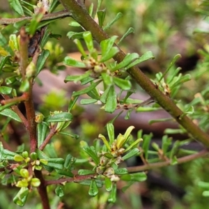 Pultenaea microphylla at Kowen, ACT - 9 Sep 2022