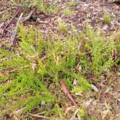 Pultenaea microphylla at Kowen, ACT - 9 Sep 2022