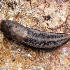 Ambigolimax nyctelia (Striped Field Slug) at Kowen Escarpment - 9 Sep 2022 by trevorpreston