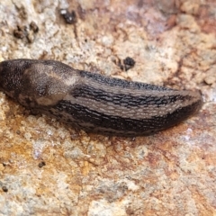 Ambigolimax sp. (valentius and waterstoni) at Kowen, ACT - 9 Sep 2022 11:56 AM