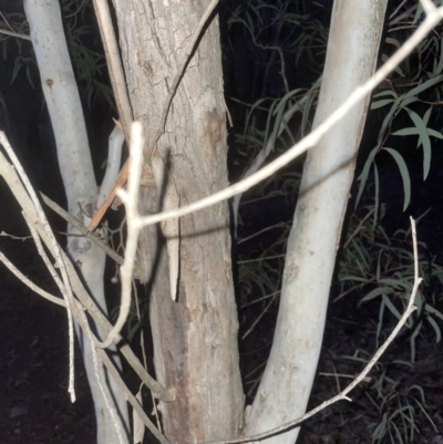 Eucalyptus mannifera subsp. mannifera (Brittle Gum) at Aranda Bushland - 9 Sep 2022 by lbradley