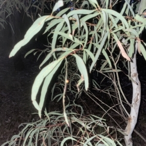 Eucalyptus mannifera subsp. mannifera at Aranda, ACT - 9 Sep 2022 06:14 PM